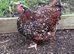 Jubilee Orpington Hatching eggs