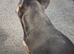 French Bulldog Female