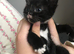 Female kitten