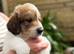 Ready in 1 week ️ pyrenees,  goldendoodle puppies