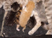 Make kitten