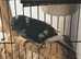 3 x Hand reared baby kakarikis for sale 12 weeks old
