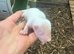 Skunk Pups available to reserve.
