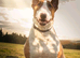 Red/white proven health tested clear bull terrier at stud