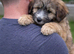 Heavenly Harriet &ndash; 6 Month -Old Tibetan Terrier Puppy Looking for Her Forever Home
