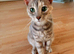Bengal cross savannah ASAP rehome please read.