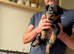 10 healthy puppies Rottie xx