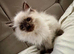 Beautiful Ragdoll kittens  full vaccinated and chipped