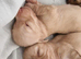 Cream Standard Longhaired Dachshund Puppies