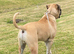 Boerboel pup