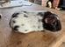 Guinea pigs chocolate Dalmatian girls