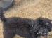 Miniature Poodle for rehoming