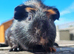 Beautiful Baby guinea pigs for sale