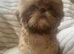 Imperial shihtzu puppies