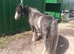 Blue Blagdon cob