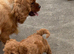 Cavapoo pups