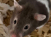2 female Syrians hamsters with setup