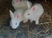 Reduced in price to find home ,cute New Zealand Bucks,