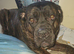 To rehome