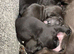 Female lurcher cross Labrador need a good home