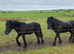Registered Dales yearling filly section A