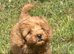 Cockapoo puppies
