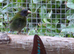 Lovely Pair of blue faced parrot finch