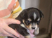 Beautiful Applehead Chihuhua Puppies