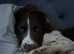 Springer Spaniel