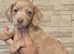 Pet priced miniature dachshunds