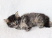 Meet Our Beautiful Kittens!