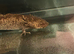 3 axolotls for rehoming