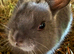 Baby Netherland dwarf babies 2 left