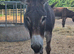 Donkey geldings and jennys