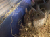 Litter of Rex mixed with Netherland dwarf s ready to leave now they are eight weeks
