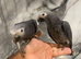 Stunning HandReared Baby Super Tame Cuddly African Grey Parrot