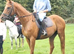 Smart gelding