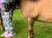 Rosie and Chester.Adorable Miniature Shetlands