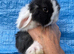 Mini lop pure bred