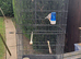 Nice pair zebra finches in large cage