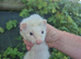 Adorable and well handled baby ferrets