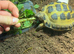 YOUNG HORSEFIELD TORTOISE