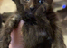 Last boy left - Maine coon x kittens