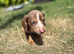 Miniature dachshund puppies