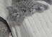 Beautiful Persian blue baby