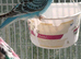 Two young cock budgies