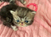 Persian Kittens