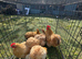 Bantam Pekin