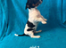 Jacks Russell puppies