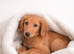 Lurcher Puppy